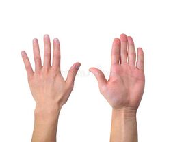 Adult human hands, demonstrating the palmar (left) and dorsal (right) aspects.