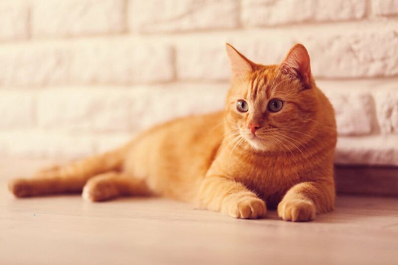 File:Cat.jpg
